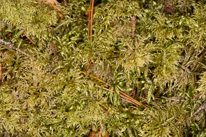 Hylocomium splendens (splendid feather moss, glittering woodmoss, stairstep moss, mountain fern moss)