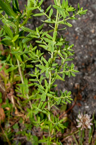 Hypericum perforatum (St. John’s wort, common St. John’s wort, common St. Johnswort)