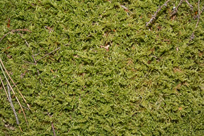 Hypnum cupressiforme (cypress-leaved plaitmoss, hypnum moss)