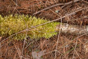 Hypnum cupressiforme (cypress-leaved plaitmoss, hypnum moss)