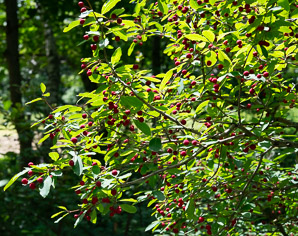 Ilex mucronata (mountain holly, swamp holly, catberry)