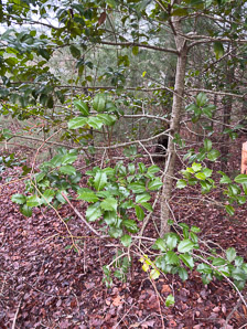 Ilex opaca (American holly)
