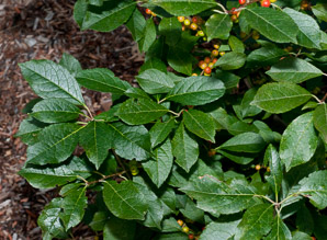 Ilex verticillata (winterberry ‘Red Sprite’, winterberry, American winterberry)