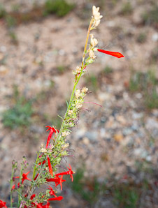 Ipomopsis aggregata (scarlet gilia, scarlet trumpet, skyrocket)