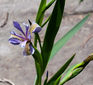 Iris prismatica (slender blue flag, blue flag, slender blue iris)