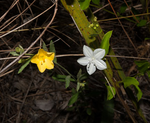 Jacquemontia curtissii (pineland clustervine)