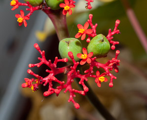 Jatropha podagrica (gout plant, gout stick, Buddha belly, Guatemala rhubarb, tartogo, goutystalk nettlespurge)