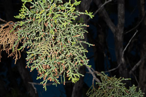Juniperus osteosperma (Utah juniper)