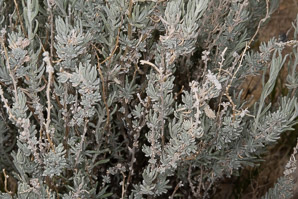 Krascheninnikovia lanata (winter fat, white sage, winter-sage, feather-sage, sweet sage, lambstail, winterfat)