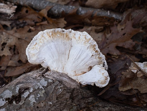 Laetiporus cincinnatus