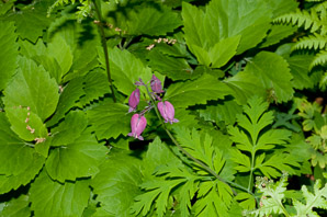 Lamprocapnos Endl. (bleeding heart)