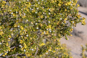 Larrea tridentata (creosote bush, chaparral)