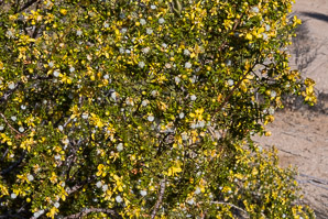 Larrea tridentata (creosote bush, chaparral)