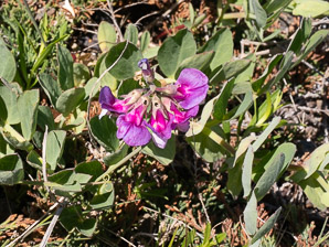 Lathyrus japonicus (beach pea, sea pea, circumpolar pea, sea vetchling)