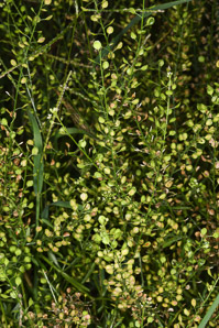 Lepidium virginicum (peppergrass, Virginia pepperweed)