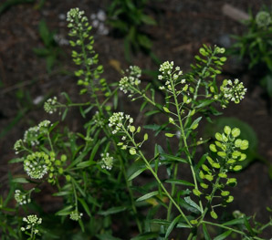 Lepidium virginicum (peppergrass, Virginia pepperweed)