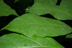Lindera benzoin (spicebush, northern spicebush)