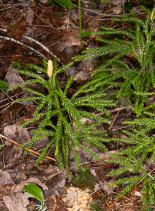 Lycopodium dendroideum (prickly tree clubmoss, tree groundpine)