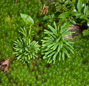 Lycopodium obscurum (common ground-pine, rare clubmoss, tree clubmoss, round branched clubmoss)