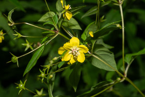 Lysimachia ciliata (fringed yellow loosestrife, fringed loosestrife)