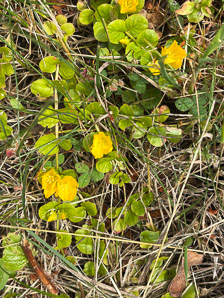 Lysimachia nummularia (moneywort, creeping jenny)