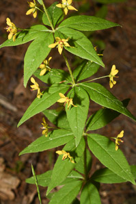 Lysimachia quadrifolia (whorled loosestrife, yellow whorled loosestrife, whorled yellow loosestrife)