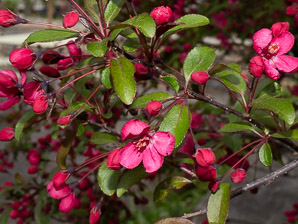 Malus ⨉ (Japanese crab apple)