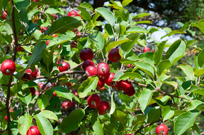 Malus pumila (apple, paradise apple)