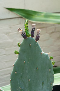 Mammillaria plumosa (feather cactus)