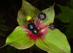 Medeola virginiana (Indian cucumber-root, Indian cucumber)