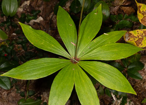 Medeola virginiana (Indian cucumber-root, Indian cucumber)