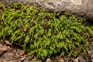 Mnium hornum (swan’s-neck thyme-moss, horn calcareous moss)
