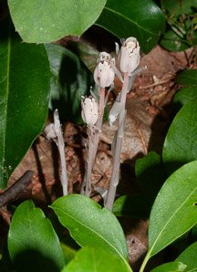 Monotropa uniflora (Indian pipes, ghost plant, corpse plant, Indian pipe, Indianpipe)