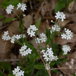 Myosotis scorpioides (forget-me-not, true forget-me-not)