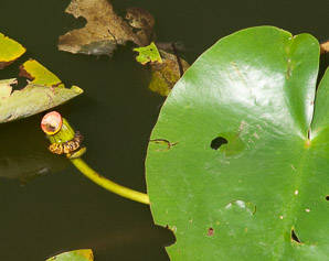 Nuphar lutea (spatterdock, yellow pond-lily)