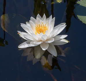 Nymphaea odorata (fragrant water lily, beaver root, American white waterlily)