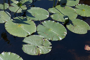 Nymphaea odorata (fragrant water lily, beaver root, American white waterlily)