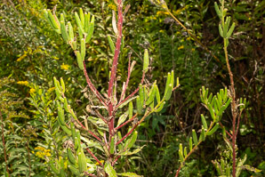 Oenothera parviflora (small-flowered evening-primrose, northern evening primrose)