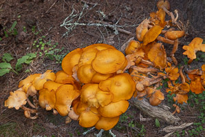 Omphalotus illudens (jack o’lantern mushroom)