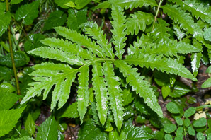 Onoclea sensibilis (sensitive fern, bead fern, meadow brake)