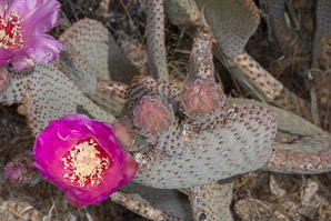 Opuntia basilaris (beavertail cactus, beavertail pricklypear)