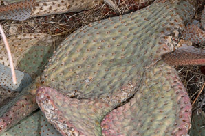 Opuntia basilaris (beavertail cactus, beavertail pricklypear)