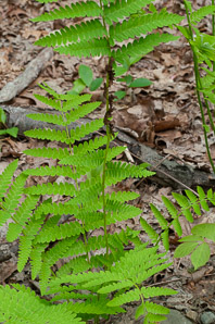 Osmunda claytoniana (interrupted fern)