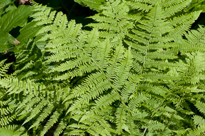 Osmunda claytoniana (interrupted fern)