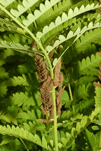 Osmunda claytoniana (interrupted fern)