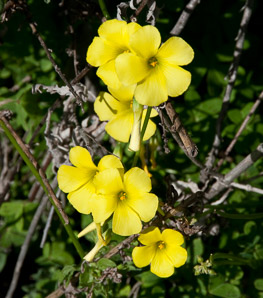 Oxalis pes-caprae (buttercup oxalis, Bermuda buttercup, African wood-sorrel, Bermuda sorrel, Cape sorrel, English weed, goat’s-foot, sourgrass)