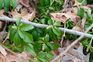 Pachysandra procumbens (pachysandra, Alleghany spurge, Alleghany pachysandra, Allegheny-spurge)
