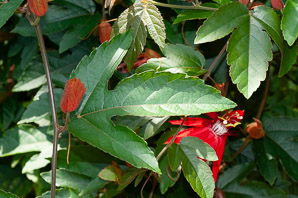Passiflora vitifolia (crimson passion flower, grape-leaved passion fruit, perfumed passionflower, vine-leaf passion flower, passion flower, crimson passion vine)