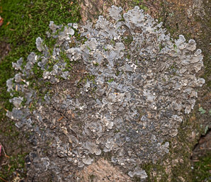 Peltigera Willd. (felt lichen)