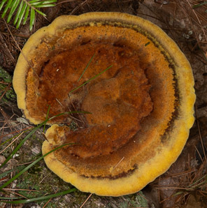 Phaeolus schweinitzii (velvet-top fungus, dyer’s polypore, dyer’s mazegill, brown-cubical butt rot, red-brown butt rot)